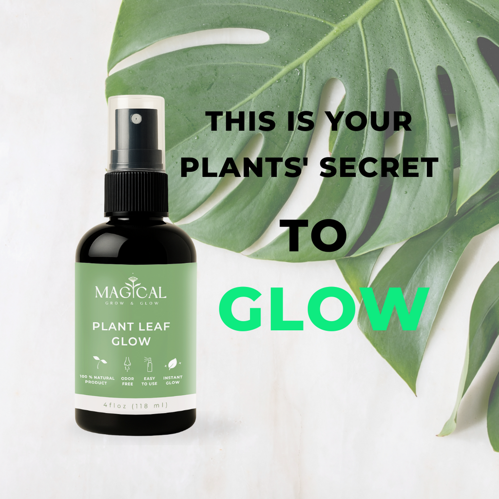 PLANT LEAF GLOW 4 oz