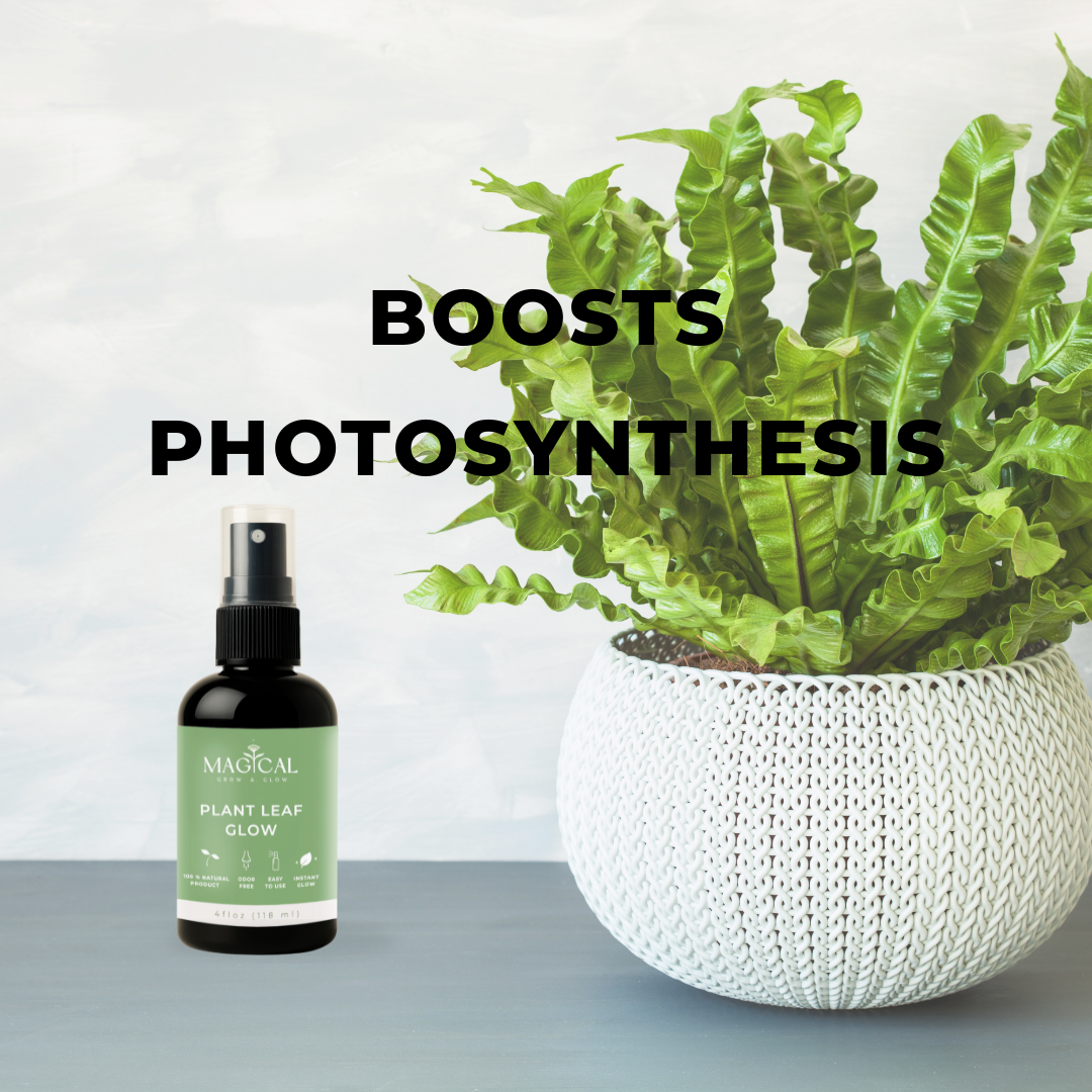 PLANT LEAF GLOW 4 oz