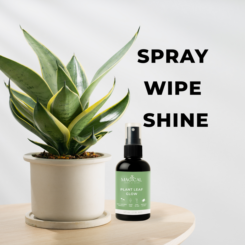 PLANT LEAF GLOW 4 oz