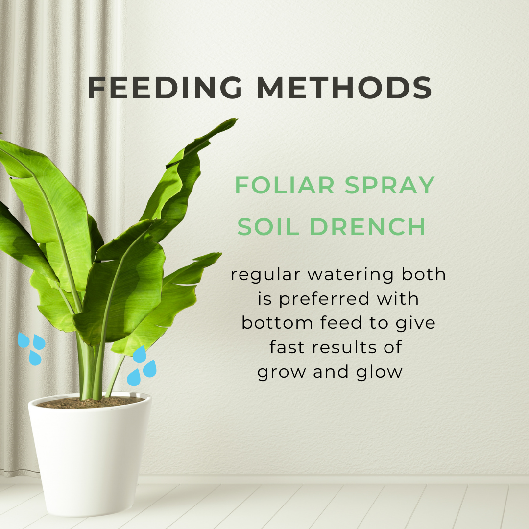 HOUSEPLANT FOOD 16 oz