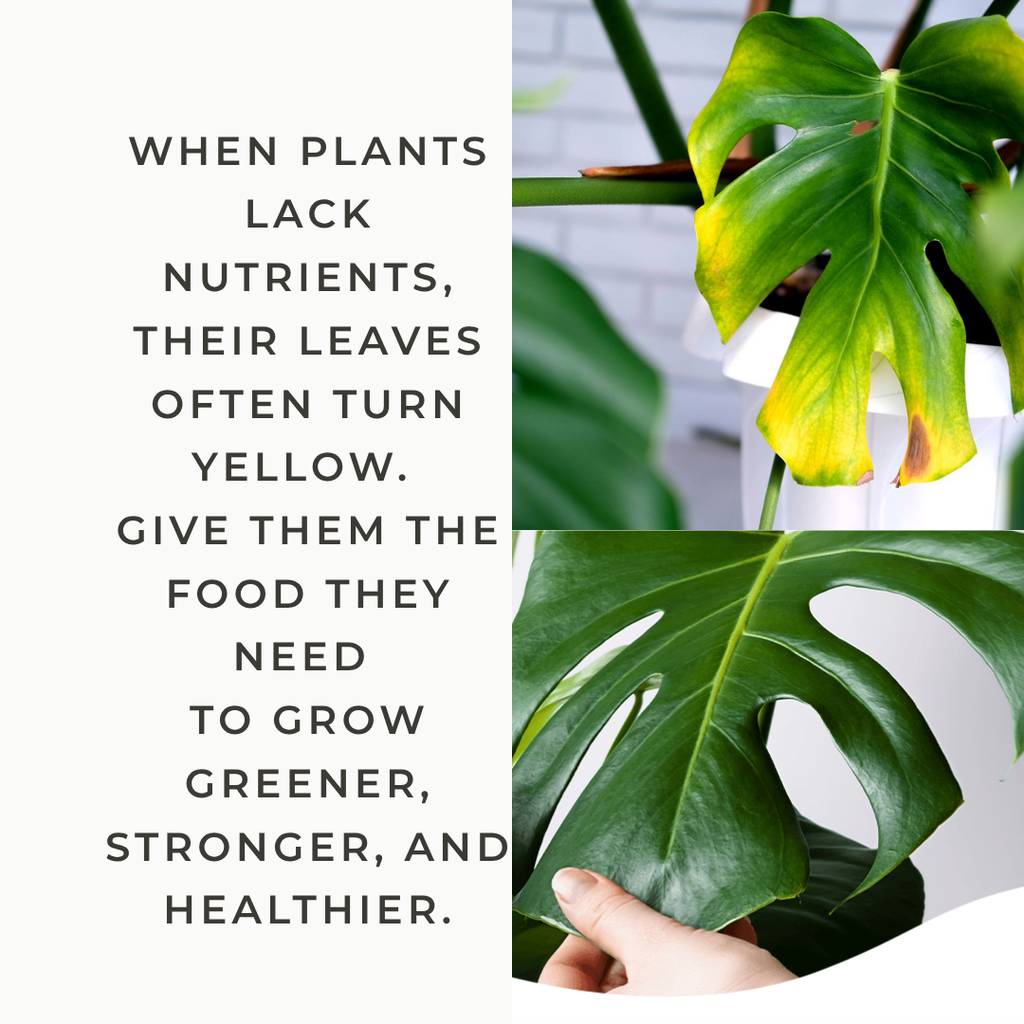 Text about plant nutrition with images of green leaves and a hand holding a leaf.